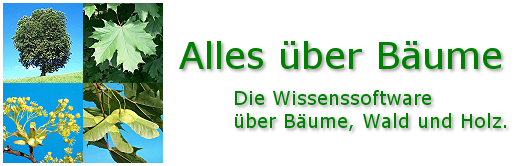 Alles &uuml;ber B&auml;ume
